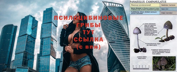 хмурый Аркадак